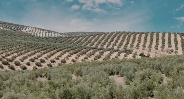 Elaboración Aceite de oliva de Almazara