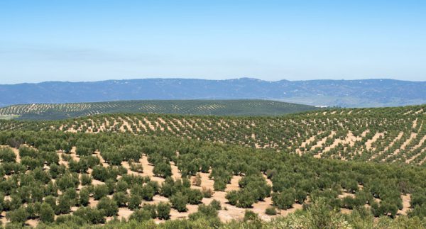 Campos olivos Almazara